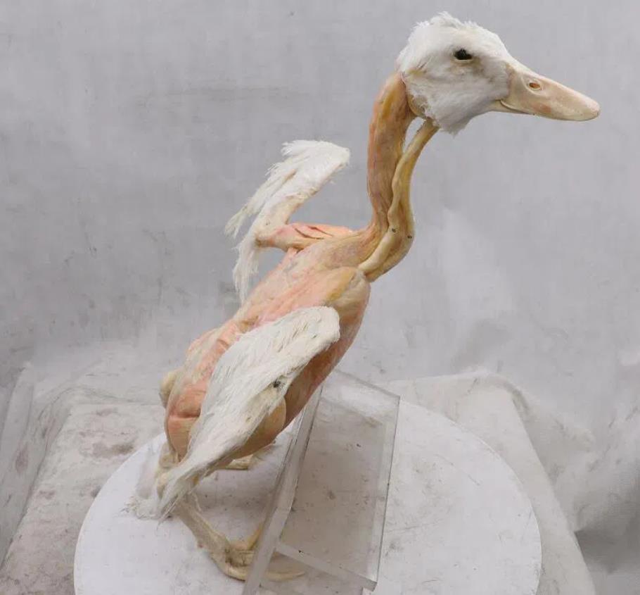 Duck Plastination For Agriculture And Animal Husbandry Museum