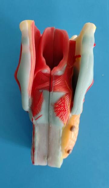 Larynx Soft Silicone Anatomy Model For Medical Teaching