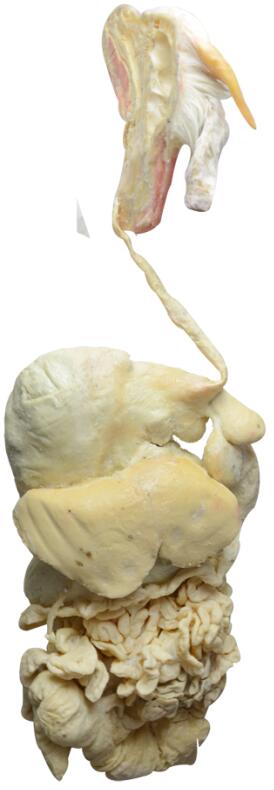 Plastination Organs of Sheep Specimen for Veterinary Education