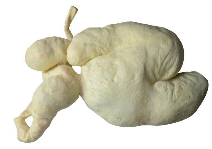 Plastination Organs of Sheep Specimen for Veterinary Education