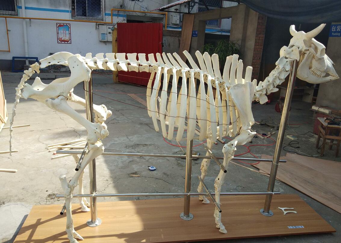 Meiwo Cow Skeleton for Portugal