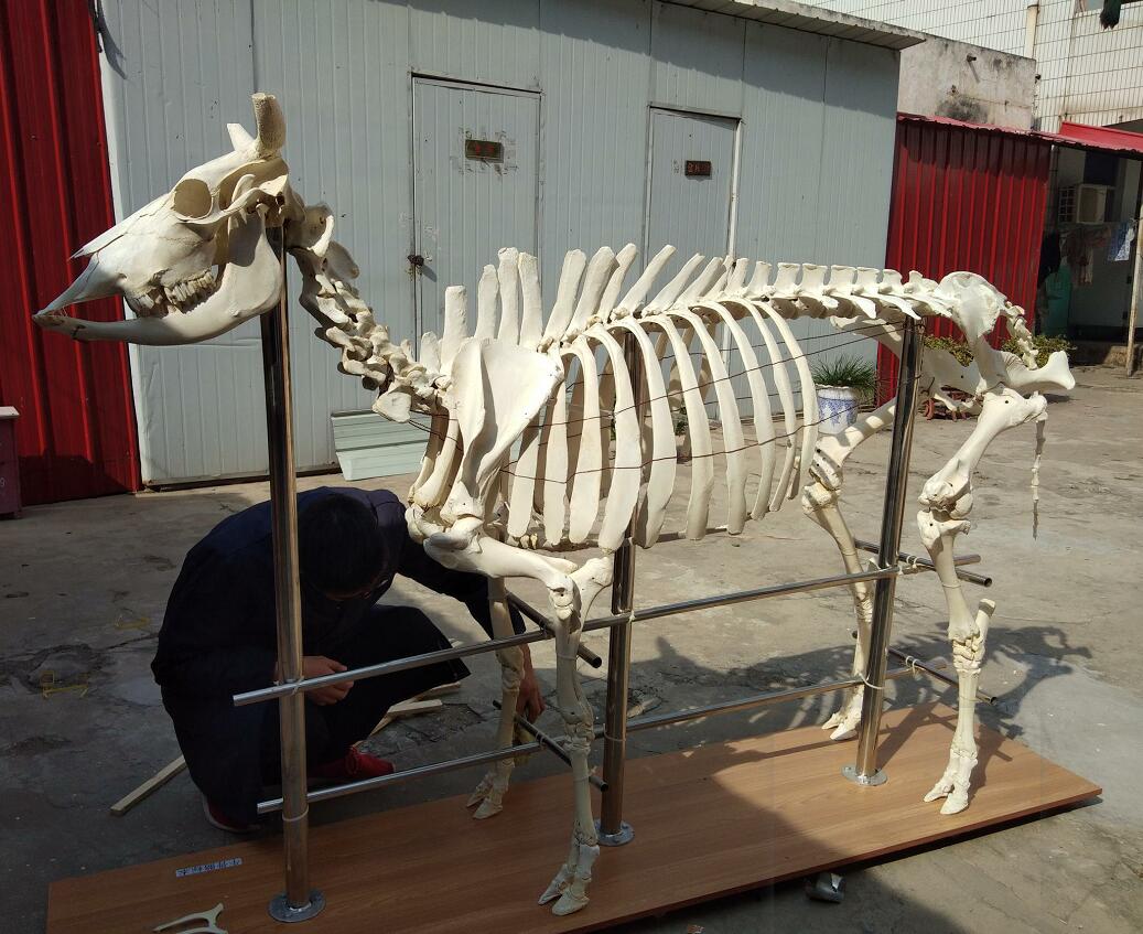 Meiwo Cow Skeleton for Portugal