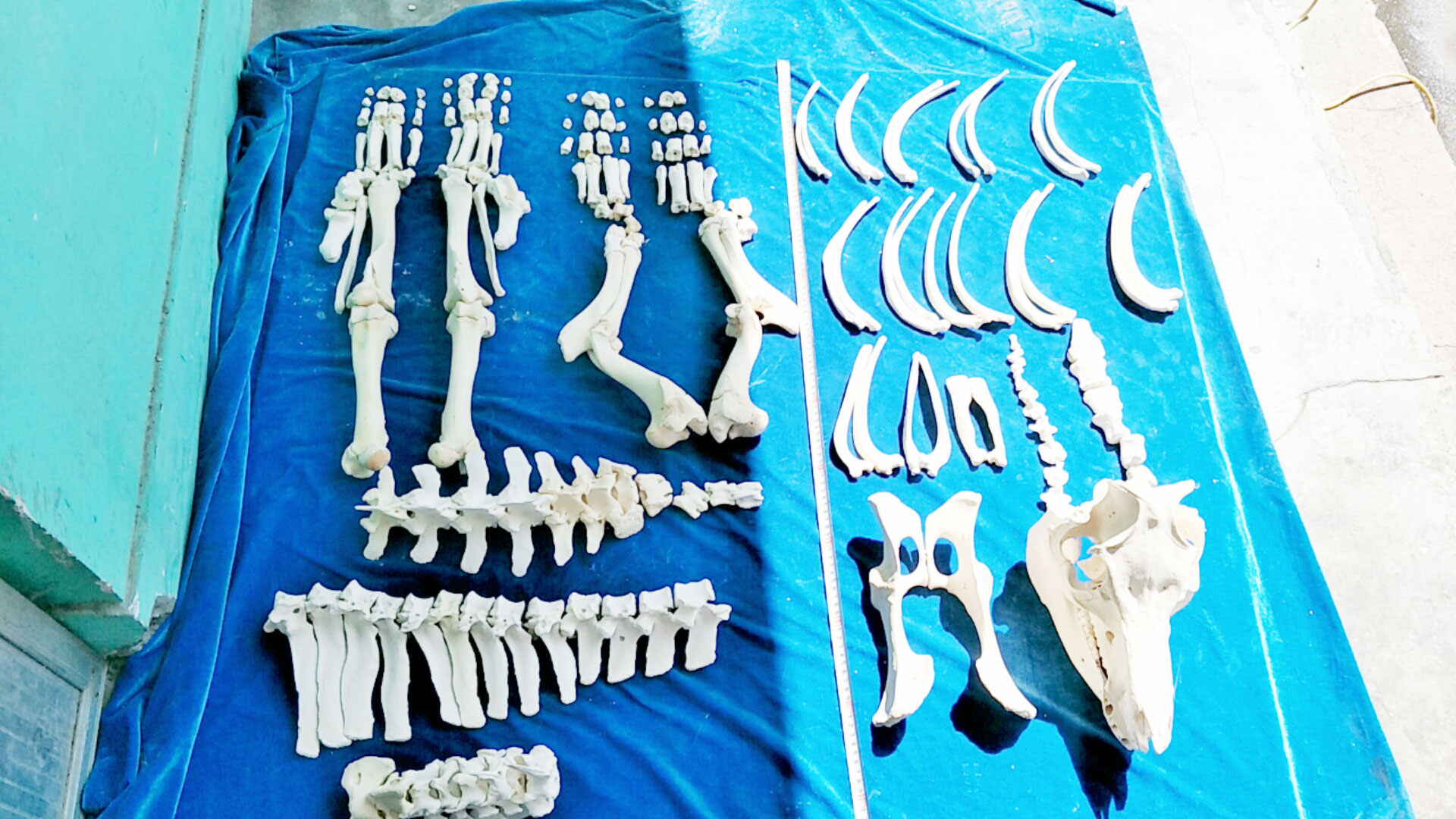 Meiwo Pig Bones For Portugal Veterinary Science Museum