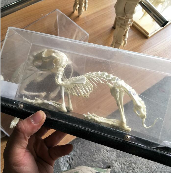 Rabbit Skeleton For Veterinary Education