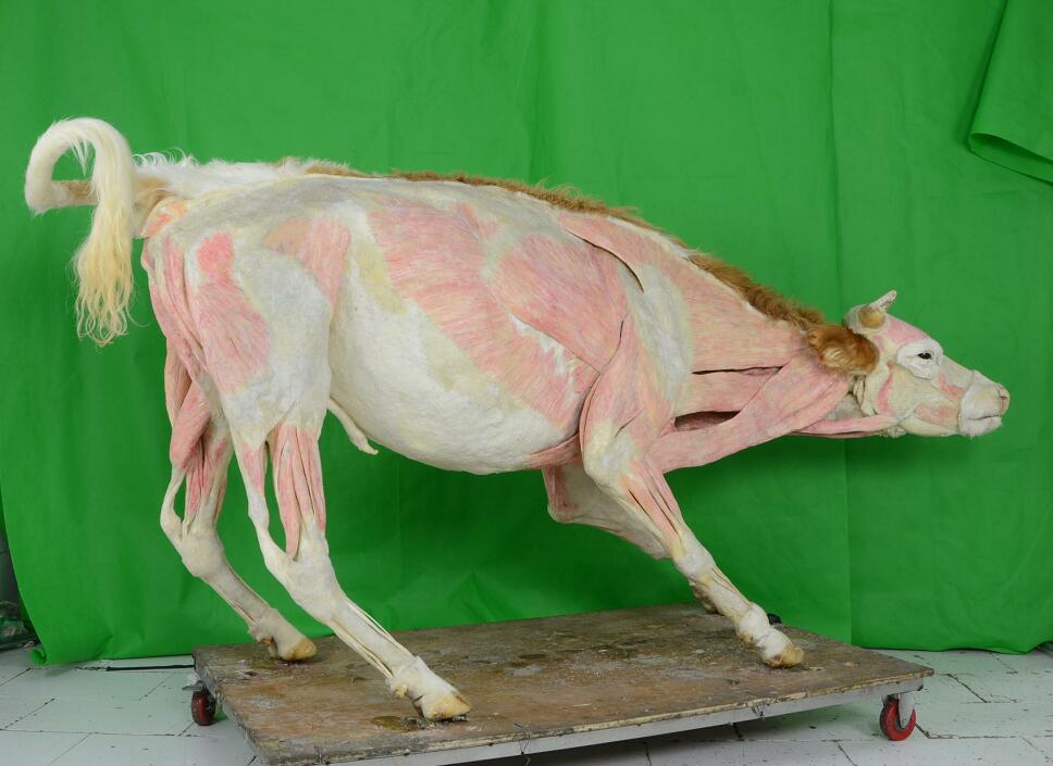 Whole Body Plastination Cow For Science Museum