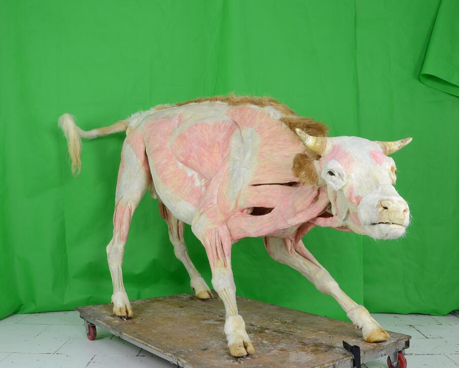 Whole Body Plastination Cow For Science Museum