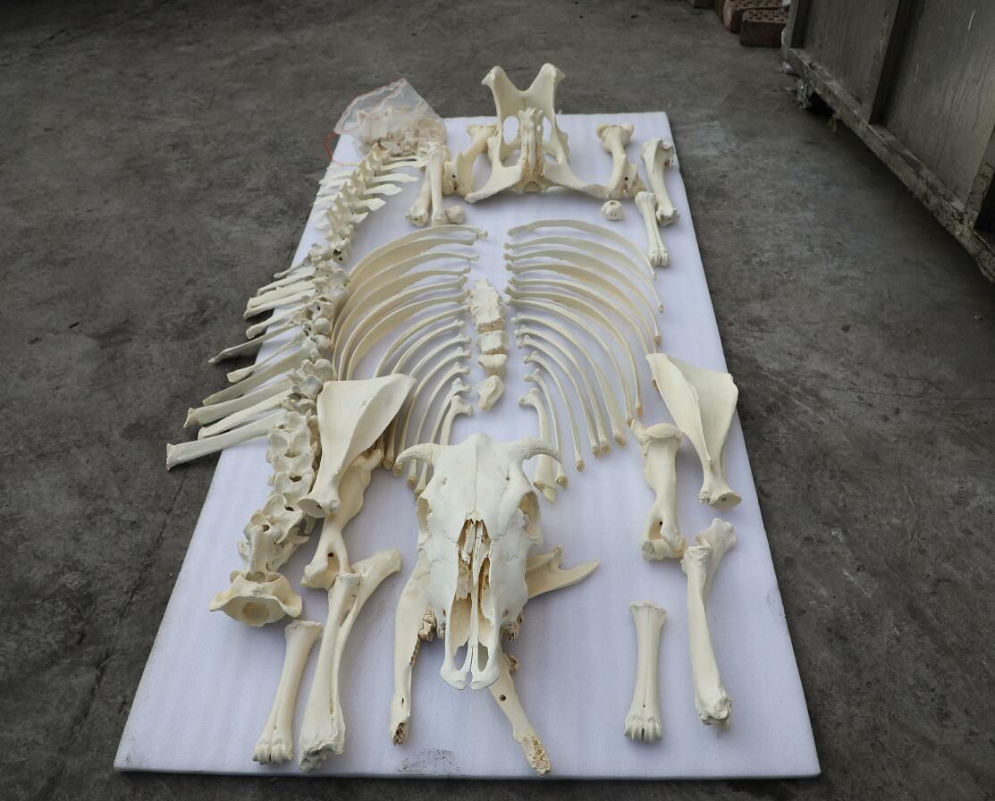 Whole Body Cow Bones for Portugal Veterinary Education