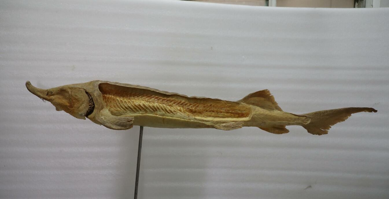 Anatomy Plastination Chinese Sturgeon For Marine Science Museum