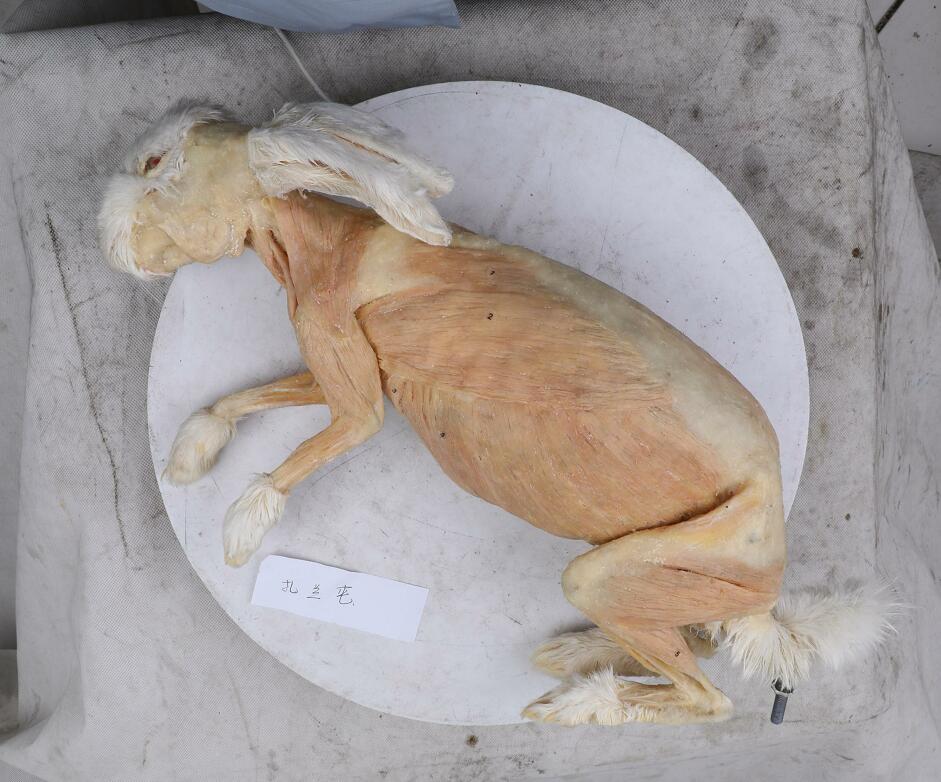 Plastination Rabbit For Veterinary Education