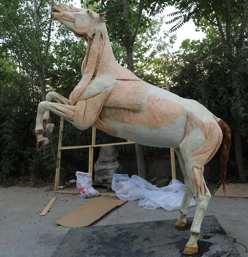 Plastination Horse For Veterinary Science Museum