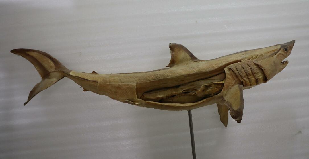 Plastination Shark For Marine Science Museum