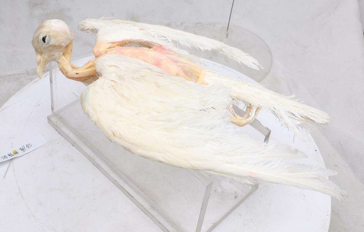 Pigeon Plastination For Zha Lantun Veterinary School