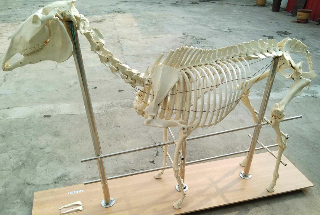 Horse Skeleton For Veterinary Education