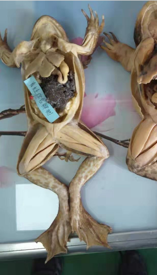 Comprehensive Dissection of Frog Plastination Specimen