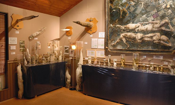 International Phallological Museum from America Leting the Visitors to Have a Look