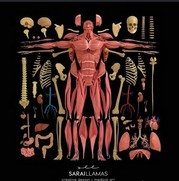 Dissection of Human Whole Body Teaching Models