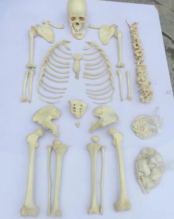 Do you Know the Structure of Human Bones