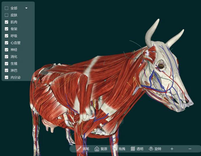 The Advantages Of 3d Animal Virtual Anatomy Teaching Software