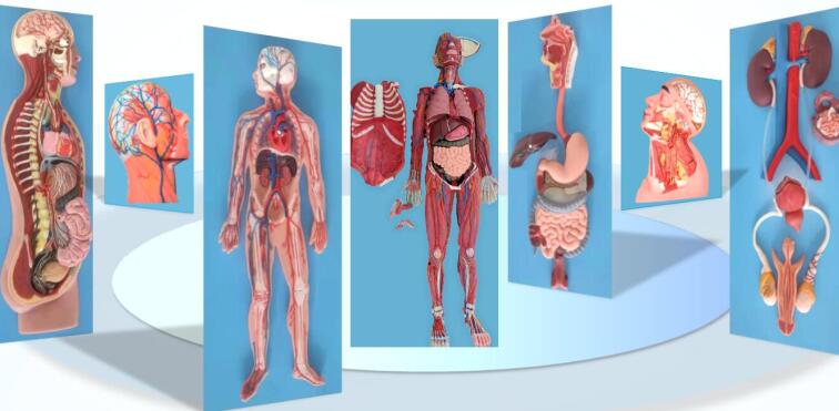 Difference Between Soft Silicone Anatomy Models And PVC Models