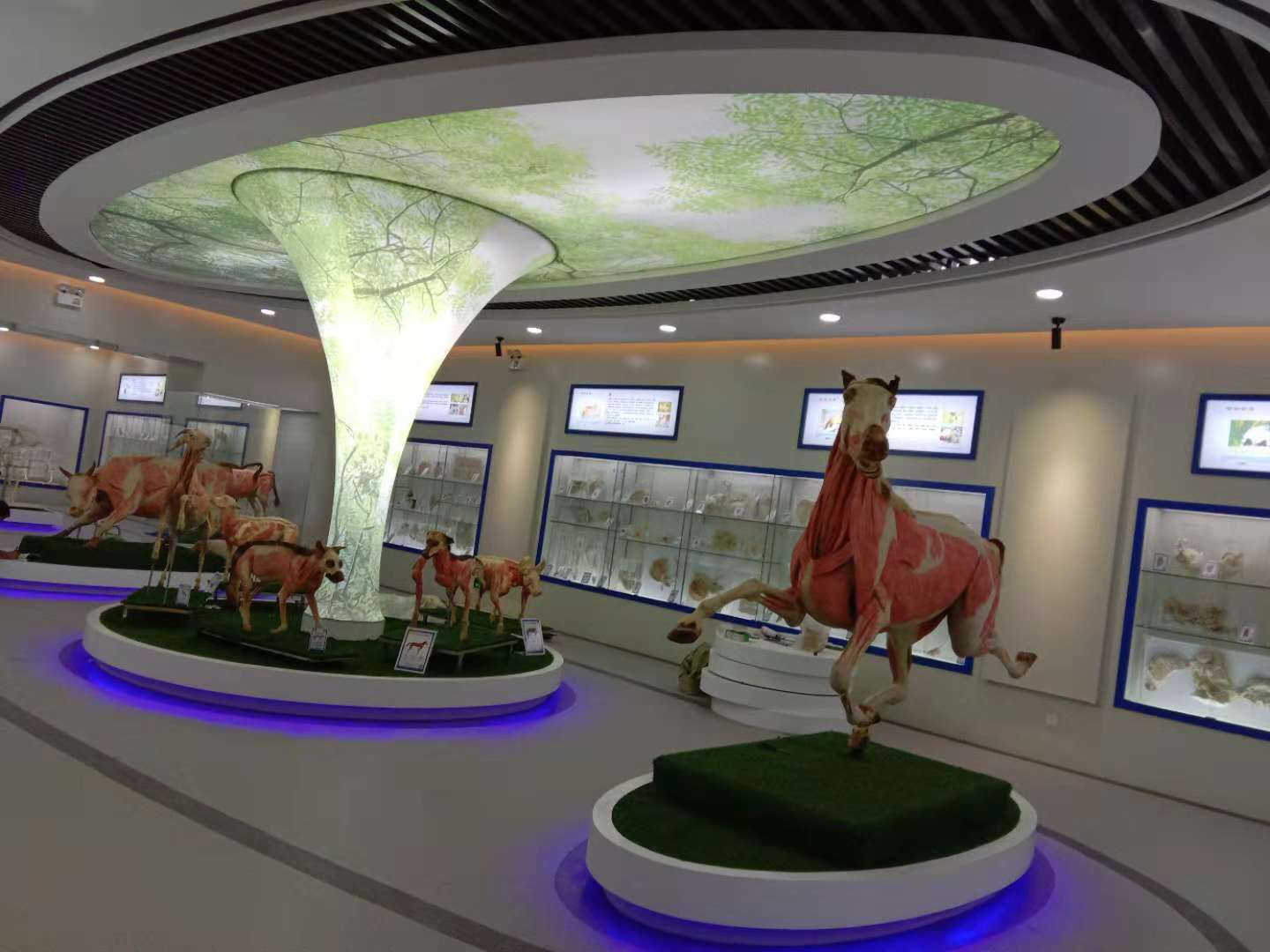 New Animal Plastination Museum Will be Finished By Meiwo