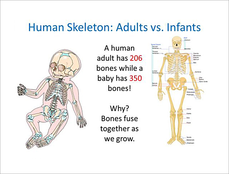 Number Of Human Bones: Adults vs Infants