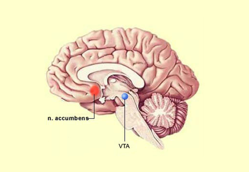 Tsai ’s Area In Human Anatomy