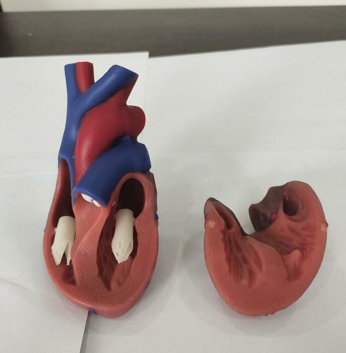 Soft Normal Silicone Heart Anatomy Model