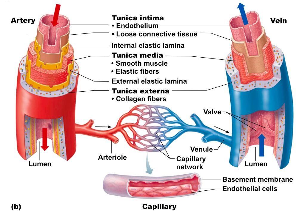 Do You Know The Difference Between Arteries And Veins