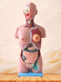 Superficial, Median And Deep Arteries, Veins, Vascular And Nerves Of Head And Face Soft Silicone Anatomy Model