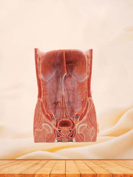 Anterior Abdominal Wall Human Organ Model