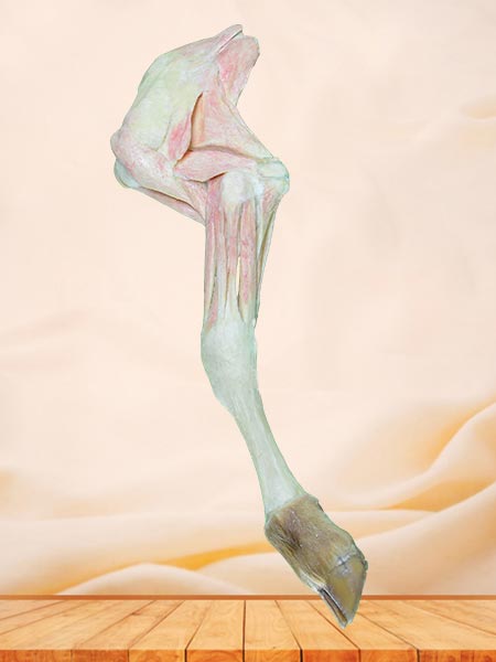 Anterior limb muscle of cow plastinated specimen