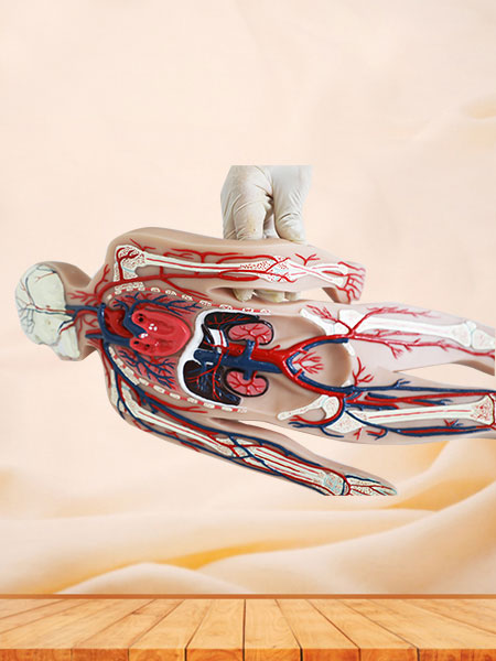 Blood Circulation System Soft Silicone Anatomy Model