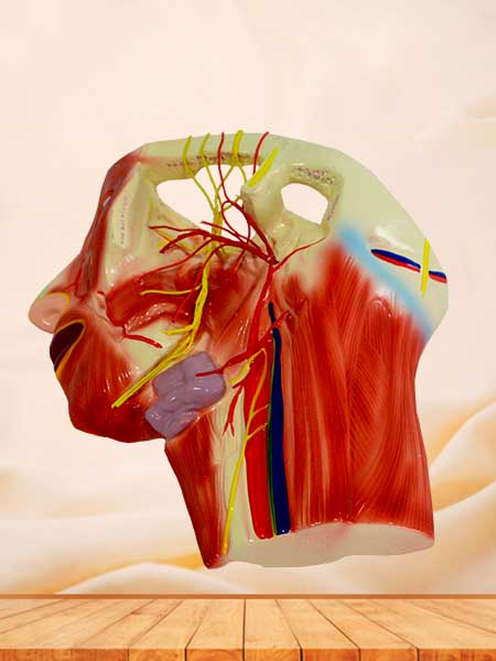 Blood vessel and nerves anatomical model in the face neck