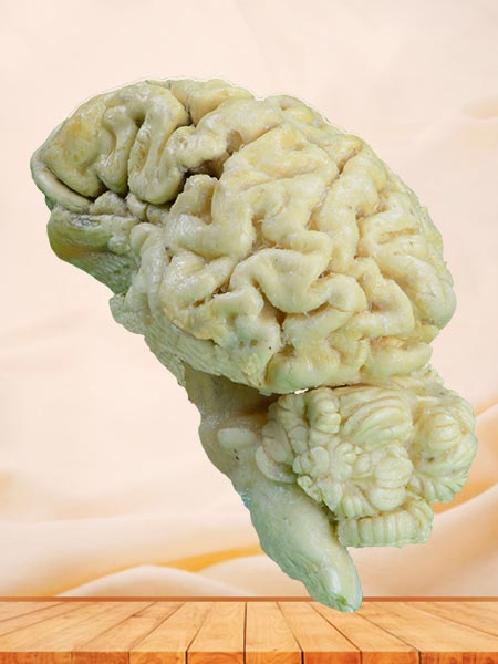 Brain hemisphere of sheep plastinated specimen