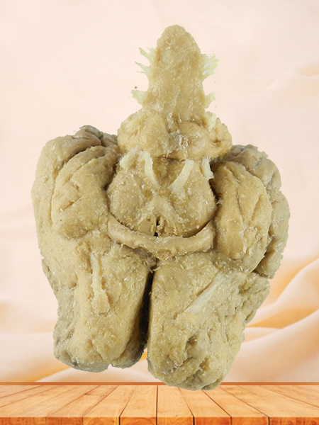 Brain of Horse plastinated specimen