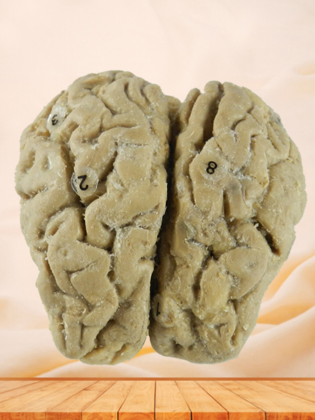 Brain of Horse plastinated specimen