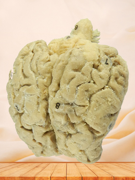 Brain of Horse plastinated specimen