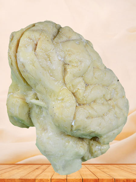 Brain of pig plastinated specimen