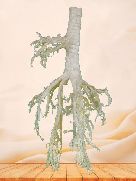 Bronchial tree of sheep plastinated specimen