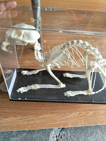 Cat Animal Bones for Sale