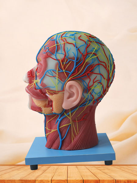 Cerebral Artery And Superficial, Median And Deep Arteries, Veins, Vascular, Nerves And Lymph Of Head And Face