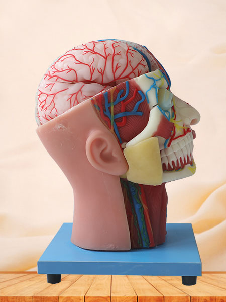 Cerebral Artery And Superficial, Median And Deep Arteries, Veins, Vascular, Nerves And Lymph Of Head And Face