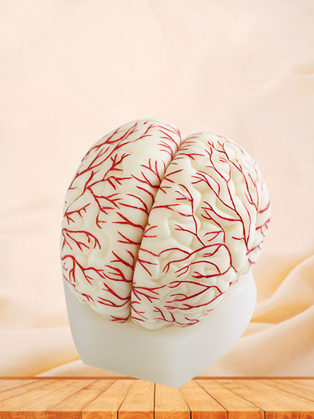 Cerebral Artery Soft Silicone Anatomy Model