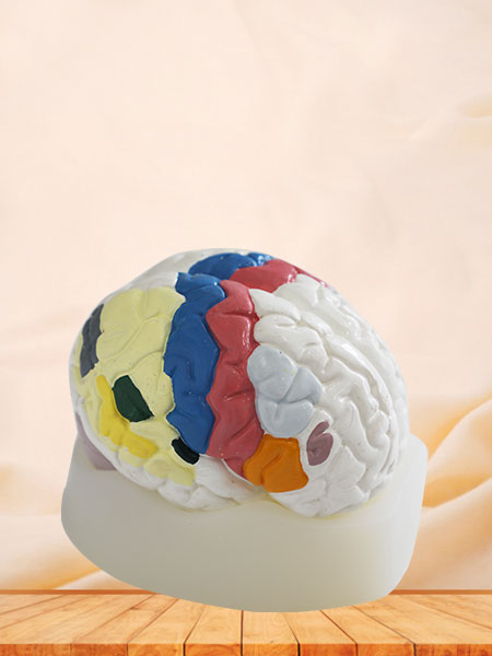 Cerebral Cortex Soft Silicone Anatomy Model