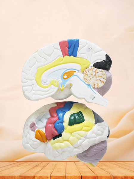 Cerebral Cortex Soft Silicone Anatomy Model