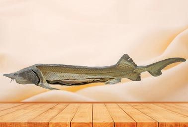 Chinese sturgeon plastinated specimen