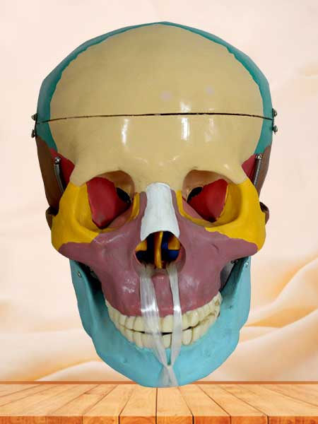 Colorful skull model