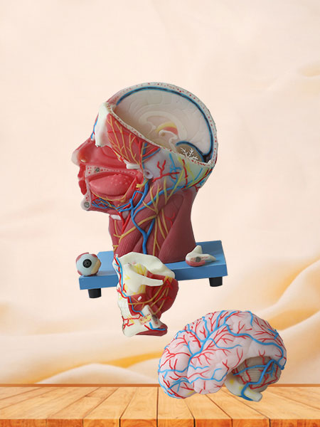 Superficial, Median And Deep Arteries, Veins, Vascular And Nerves Of Head And Face Soft Silicone Anatomy Model