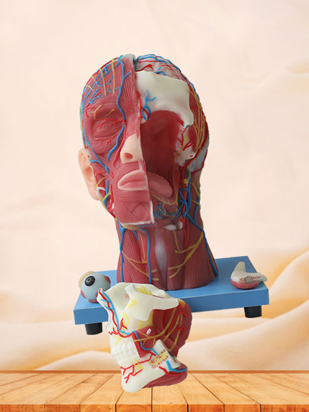 Superficial, Median And Deep Arteries, Veins, Vascular And Nerves Of Head And Face Soft Silicone Anatomy Model