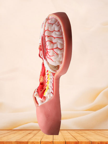 Deep Arteries And Nerves Of Human Head And Neck Soft Silicone Anatomy Model